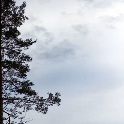 Ага, дерево