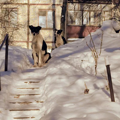 Quqla
