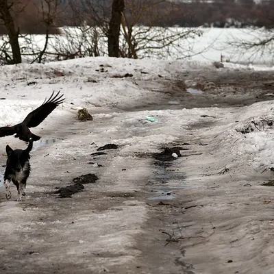 Bird Eat Dog