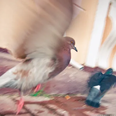Джига