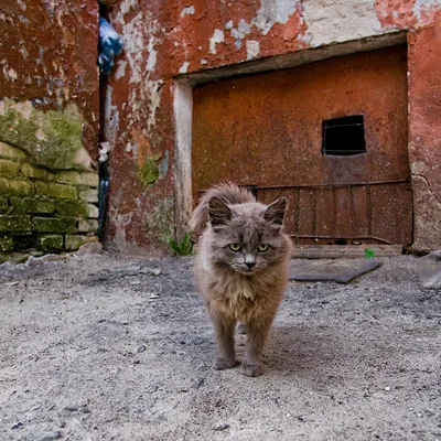 Котéг