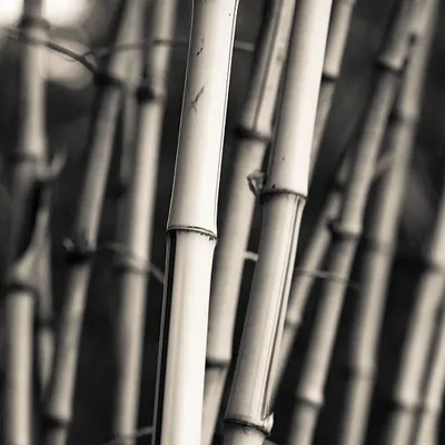 Bamboo