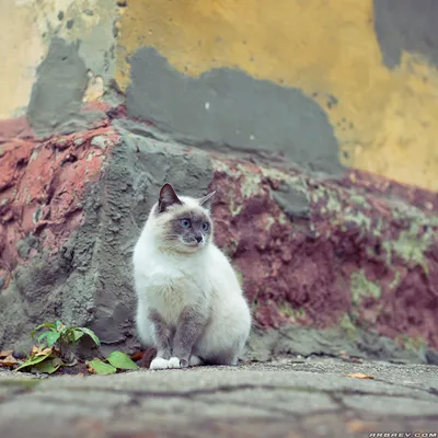 Пусть котик