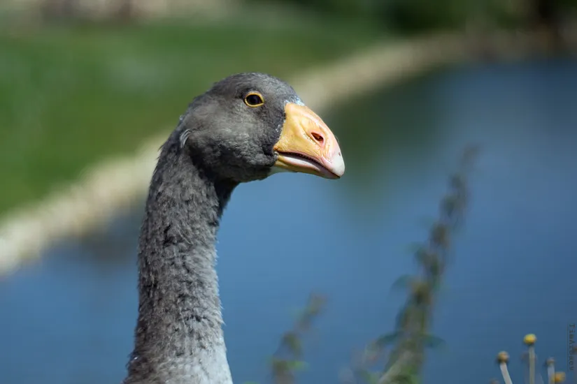 Завхоз