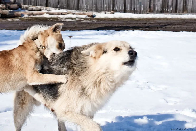 Кусает