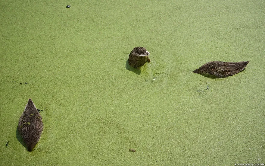 Уточки