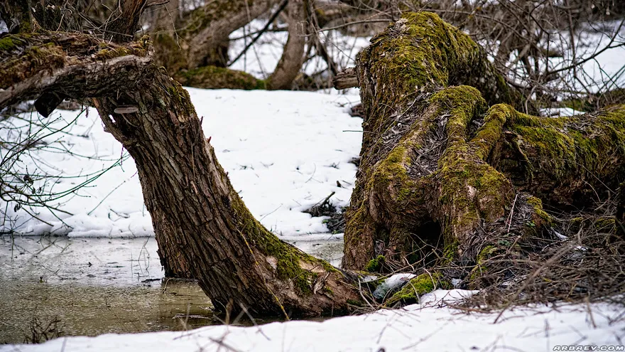 Зимние дерева