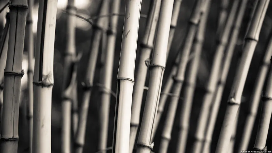 Bamboo