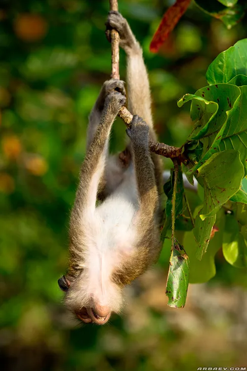 Monkey trail