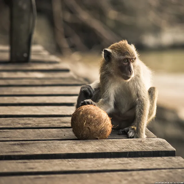 Monkey trail