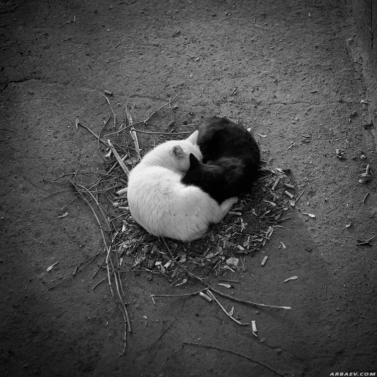 Котики Инь и Янь